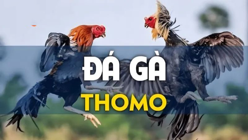 Đá Gà Thomo Và Những Thông Tin Đắt Giá Mà Bạn Cần Nắm Được